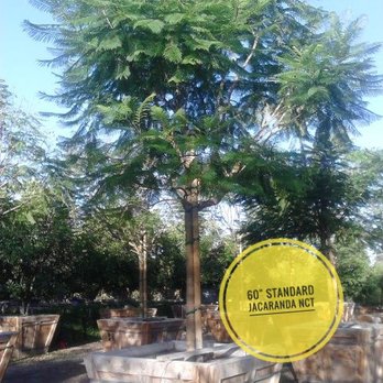 North County Trees - 60 inch box Jacaranda - Nurseries & Gardening Near Me