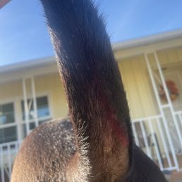 Scrape running along the base to half the tail.