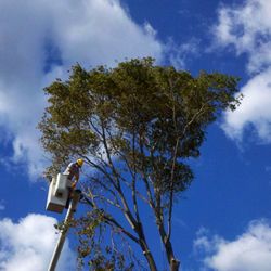 Allscape Tree & Turf Services