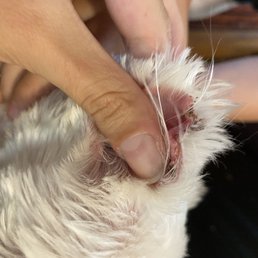 Clean cut... obviously with scissors Clean cut... obviously with scissors