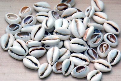 The Cowrie Shell Center Logo