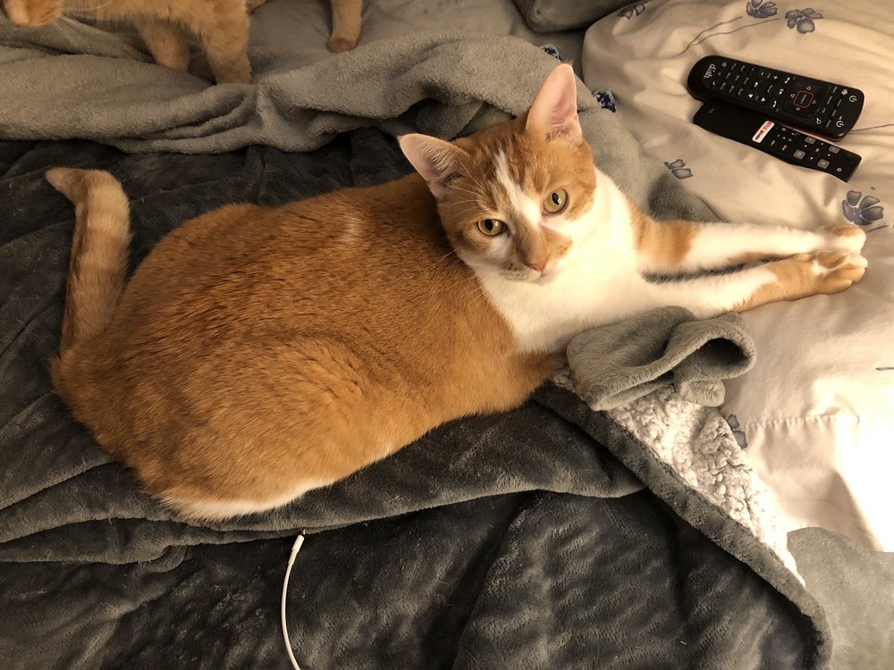 PET NANNY PET SITTING SERVICE Updated October 2024 65 Photos