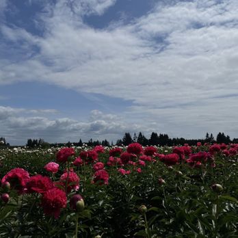 Adelman Peony Gardens - Fields - Nurseries & Gardening Near Me - Salem, Oregon