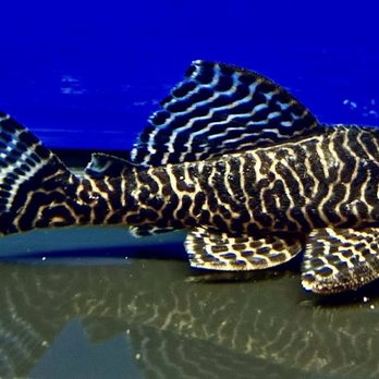Fish Haven - Local Fish Stores Near Me - Cullman, Alabama Fish Haven - Local Fish Stores Near Me - Cullman, Alabama