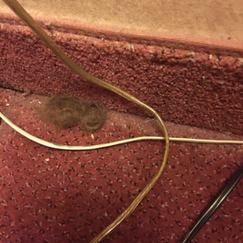 Hudson Valley Resort & Spa - The massive hairball next to the bed. - Resorts Near Me - Kerhonkson, New York