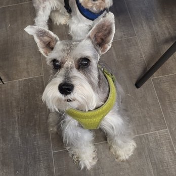 Dirty Paws Cottage - Pet Groomers Near Me - Mount Carmel, Tennessee
