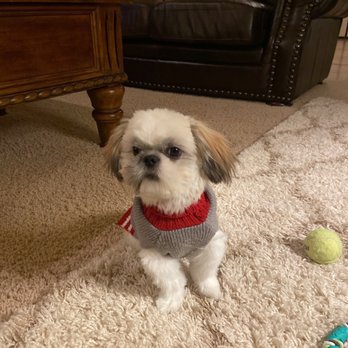 Groomingdales - Pet Groomers Near Me - Visalia, California