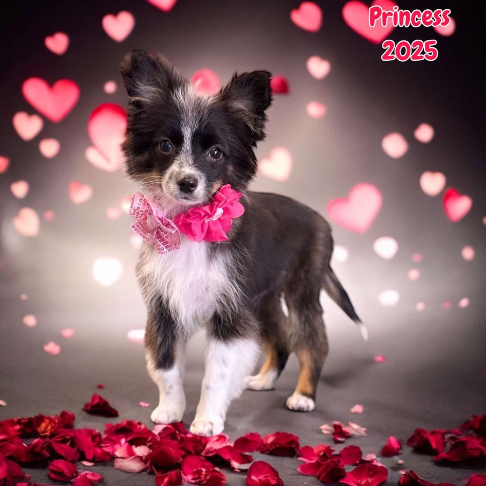 Southern Divine Kennels Pet Grooming Image