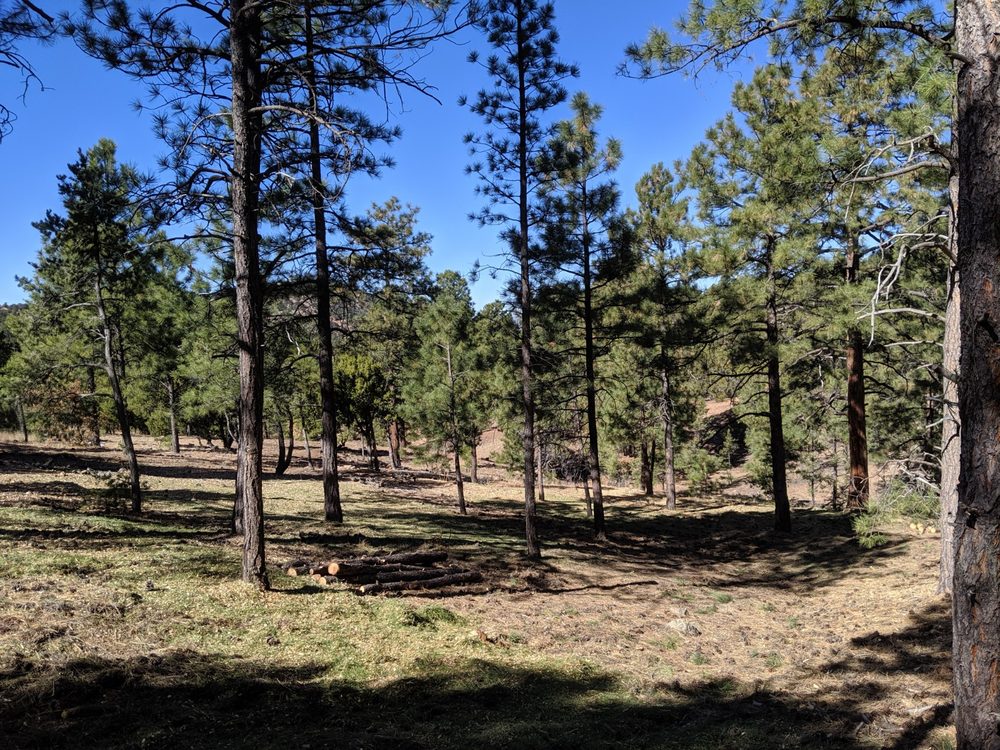 Rio Responsible Forestry - tree service in Santa Fe, NM