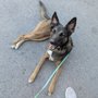 Photo of Baynine Dog Training
