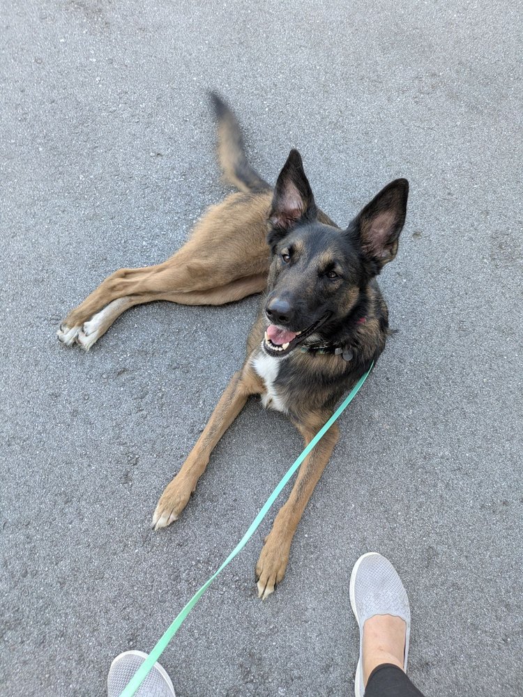 Baynine Dog Training - pet boarding facility in Oakland, CA