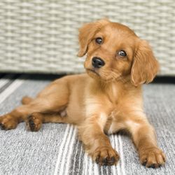 Pocket Full of Sunshine - This Red Mini Golden Retriever Puppy will be approximately 30 pounds when grown.
