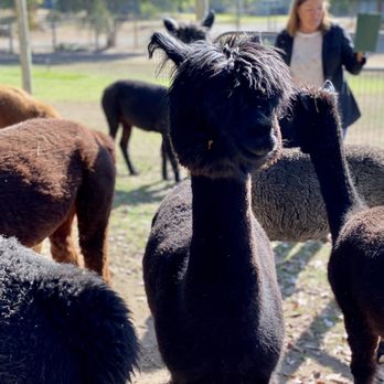 Loomis Alpacas - Attraction Farms Near Me - Loomis, California Loomis Alpacas - Attraction Farms Near Me - Loomis, California
