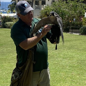 Catalina Falconry Experience - Falcon - Active Life Near Me - Avalon, California Catalina Falconry Experience - Falcon - Active Life Near Me - Avalon, California
