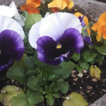 Royalton Place - Some pansies outside Royalton. - Assisted Living Facilities Near Me - Milwaukie, Oregon Royalton Place - Some pansies outside Royalton. - Assisted Living Facilities Near Me - Milwaukie, Oregon