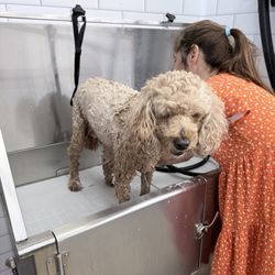 Pet Supermarket - Very practical shower for smaller dogs