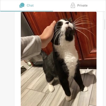 Pawfect Day - One of my cats, absolutely loving his sitter! - Pet Sitting Near Me - New York, New York Pawfect Day - One of my cats, absolutely loving his sitter! - Pet Sitting Near Me - New York, New York
