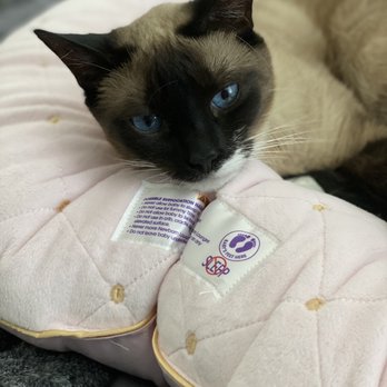 Those Dog Gone Sisters - Pet Sitting Near Me