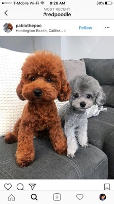 Lucky's Pet Care by null