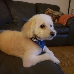 Maxwell (Max) after his day with the Pooch Parlor Maxwell (Max) after his day with the Pooch Parlor