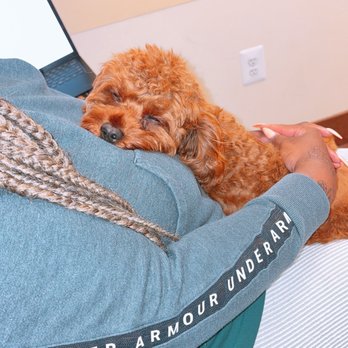 Veterinary Referral Associates - My 9 month old Cavapoo - Veterinarians Near Me - Gaithersburg, Maryland Veterinary Referral Associates - My 9 month old Cavapoo - Veterinarians Near Me - Gaithersburg, Maryland