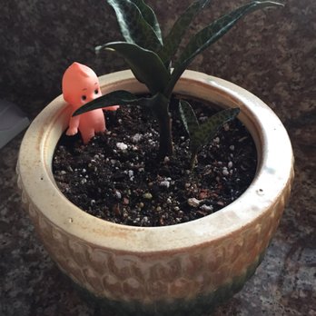 Once Again Hawaii - I forgot the name but Lynn helped me plant this in my pot. Even drilled a whole at the bottom for a $1 - Nurseries & Gardening Near Me - Waimanalo, Hawaii Once Again Hawaii - I forgot the name but Lynn helped me plant this in my pot. Even drilled a whole at the bottom for a $1 - Nurseries & Gardening Near Me - Waimanalo, Hawaii