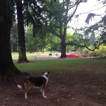 Laurelhurst Park - Marley looking for a squirrel - Parks Near Me - Portland, Oregon Laurelhurst Park - Marley looking for a squirrel - Parks Near Me - Portland, Oregon