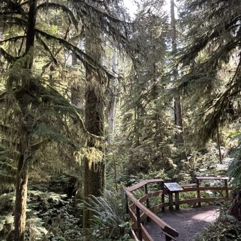 Quinault Rain Forest - Rain forest loop - Parks Near Me - Amanda Park, Washington Quinault Rain Forest - Rain forest loop - Parks Near Me - Amanda Park, Washington