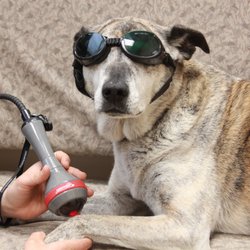 Los Altos Veterinary Clinic - LAVC now offers Laser Therapy!