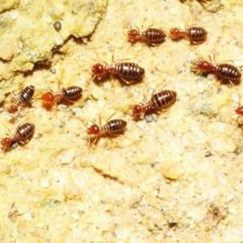 Dick's Fumigation Services - Dick's Fumigation Services, Inc. - Pest Control Near Me - Wailuku, Hawaii Dick's Fumigation Services - Dick's Fumigation Services, Inc. - Pest Control Near Me - Wailuku, Hawaii