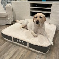 Master's Professional Dog Training Academy - Dog