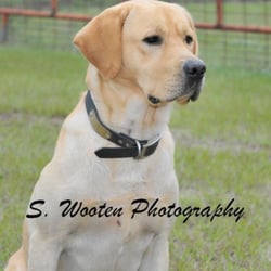 Whiskey our male, he's just over a year in this pic.