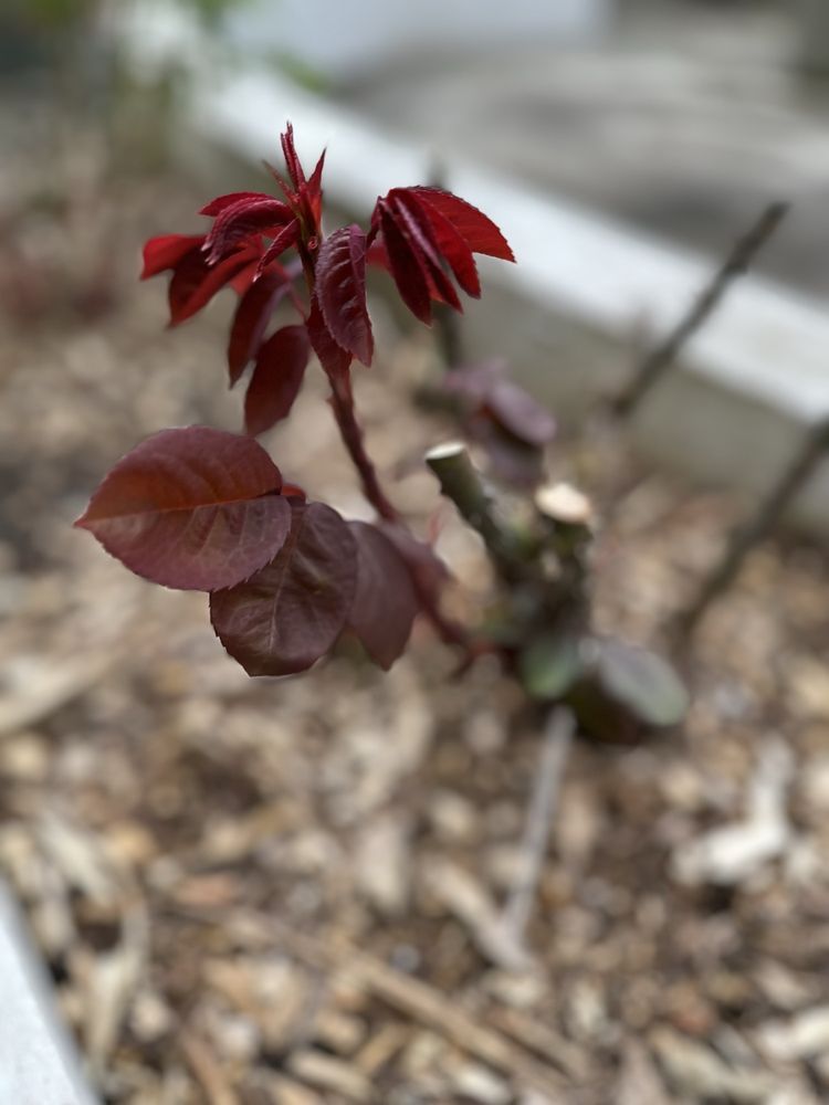 SeaTac Community Center - social services organization in SeaTac, WA