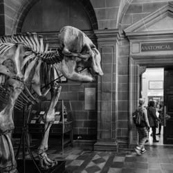 Anatomical Museum - The Anatomical Museum. Image by edinburghphotowalks.com