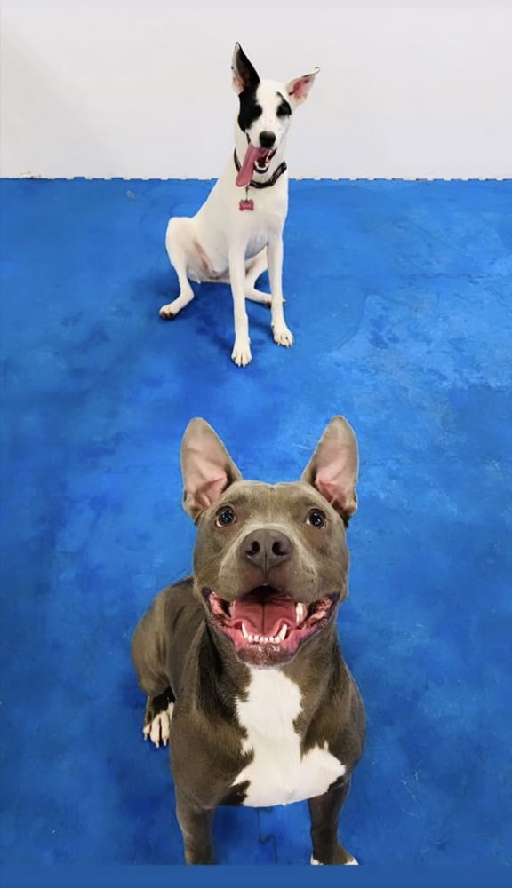 The dog house - pet boarding facility in Billings, MT