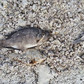 Salton Sea State Recreation Area - One fish, two fish, lots of dead fish - Landmarks & Historical Buildings Near Me - Mecca, California Salton Sea State Recreation Area - One fish, two fish, lots of dead fish - Landmarks & Historical Buildings Near Me - Mecca, California