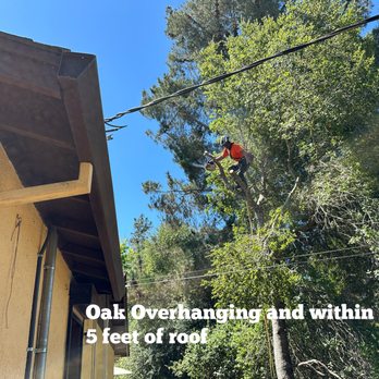 JB Tree 365 - overhanging limbs - Tree Services Near Me - Sebastopol, California