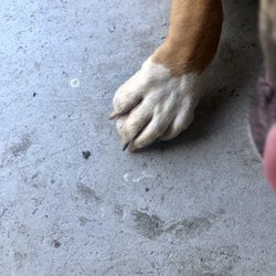 Navarre Beach Pet Resort