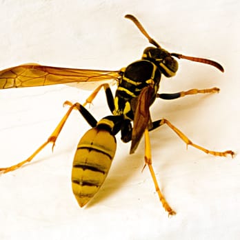 Blitz Pest Control - Animal Control Saginaw Charter Township MI - Pest Control Near Me Blitz Pest Control - Animal Control Saginaw Charter Township MI - Pest Control Near Me