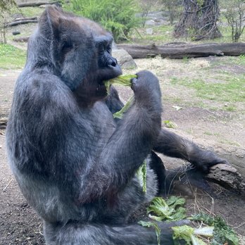 Bronx Zoo - Gorilla up close - Zoos Near Me - Bronx, New York