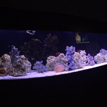 Oceans Aquarium Design - 180 gallon customized tank - Aquarium Services Near Me - Signal Hill, California