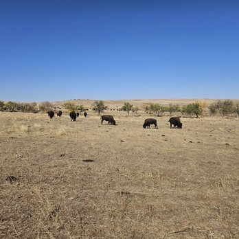 Custer State Park - Bison - Parks Near Me - Custer, South Dakota Custer State Park - Bison - Parks Near Me - Custer, South Dakota