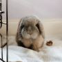 Photo of All Animal Hospital