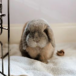 All Animal Hospital - Louie