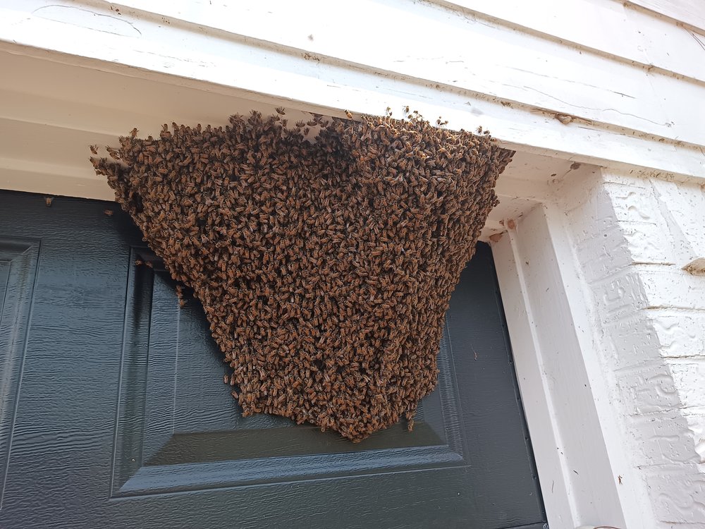 Bee Sting Farm - beekeeping in Danbury, TX