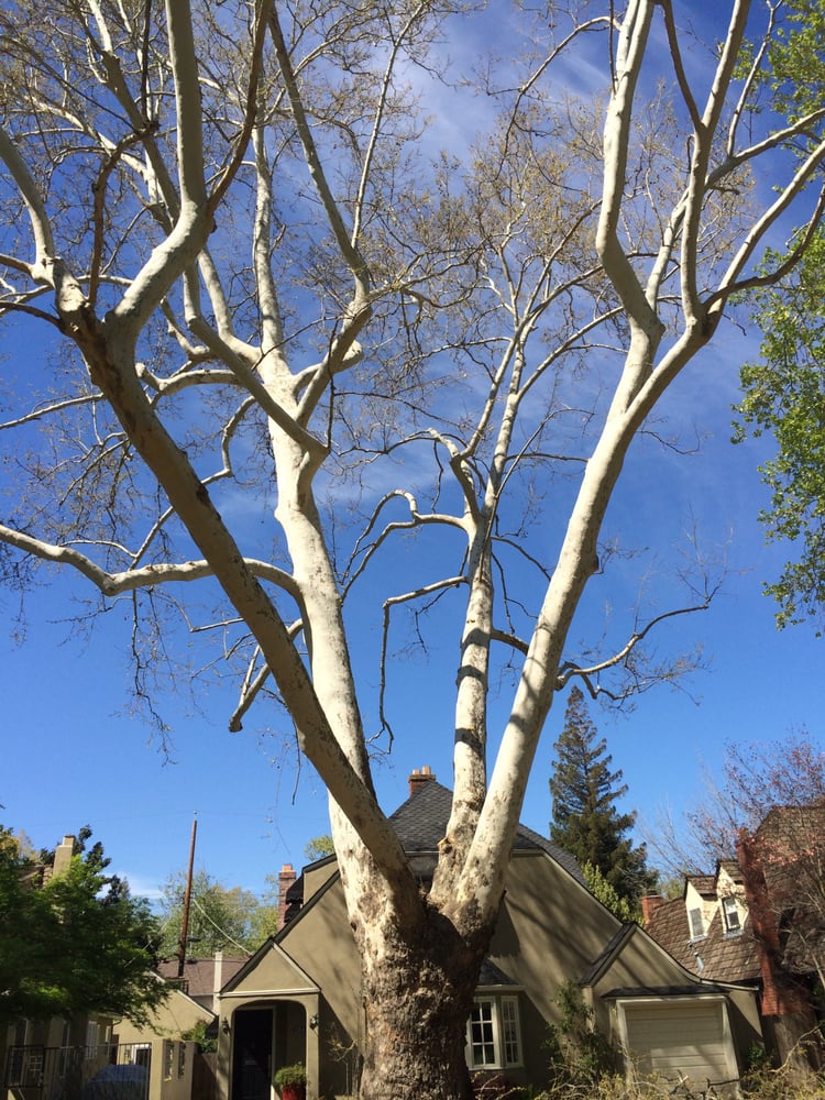 Haman Landscape and Tree Service - tree service in Sacramento, CA