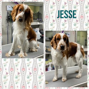 Shaggy Chic Pet Grooming - Pet Groomers Near Me - Timonium, Maryland Shaggy Chic Pet Grooming - Pet Groomers Near Me - Timonium, Maryland