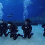 Photo of Divers Down Underwater Adventures
