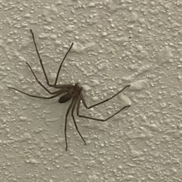 A brown recluse spider A brown recluse spider