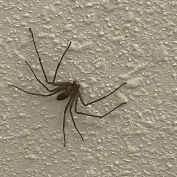 Tru by Hilton Amarillo West - A brown recluse spider - Hotels Near Me - Amarillo, Texas Tru by Hilton Amarillo West - A brown recluse spider - Hotels Near Me - Amarillo, Texas